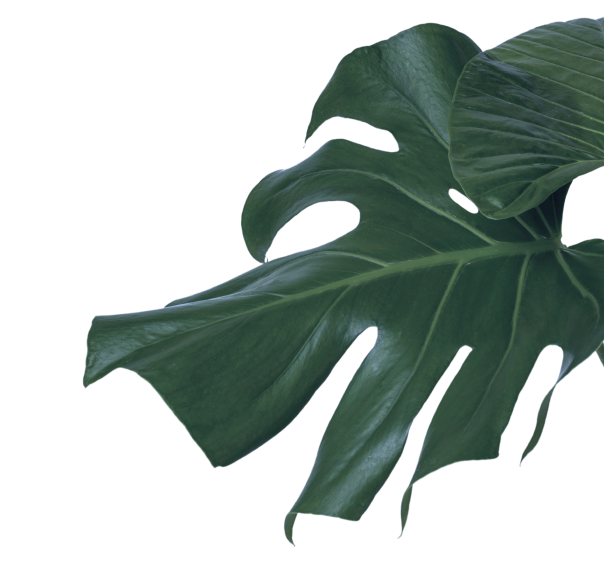 planta-ornamento